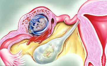 <b>辅助生殖技术中精液优化方法详解</b>